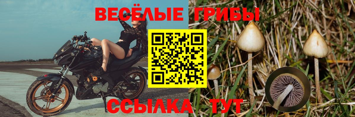 цена   Вход с VPN  Кемерово  Галлюциногенные грибы Psilocybe  Псилоцибиновые грибы Magic Shrooms 
